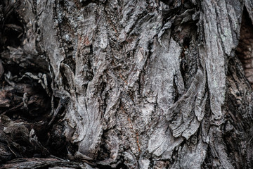 Rustic vintage Old Wood Tree bark Texture Background.