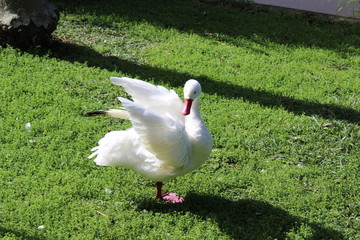ganso branco