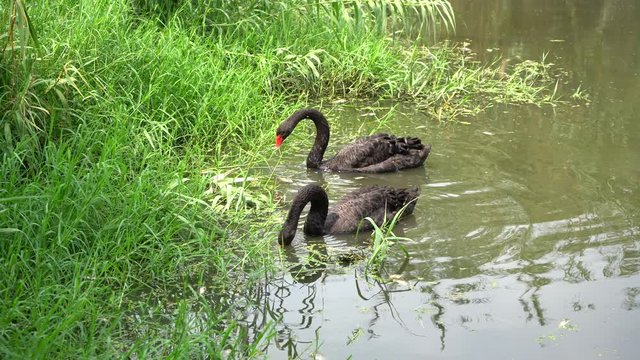 Dos cisnes negros est&aacute;n comiendo pasto a la orilla del lago.