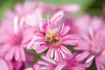 pink flowers with a bee