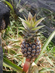Obraz premium Okinawa,Japan-June 2, 2019: Pineapple field in Ishigaki island, Okinawa