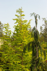 Fototapeta premium Flag Pole Nootka Cypress in a Garden