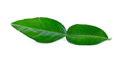 Bergamot leaf isolated on white background. full depth of field