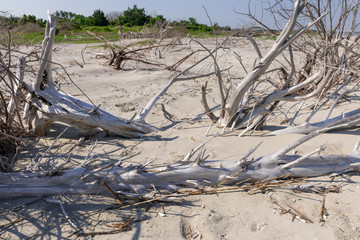 Coastal erosion due to rising sea levels leaves dead tree stumps and driftwood at Hunting Island State Park in South Carolina, United States.