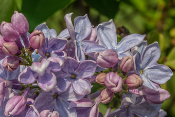 Closeup of Blue Lilacs