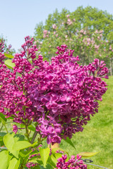 Obraz premium Panicle of Red Lilacs