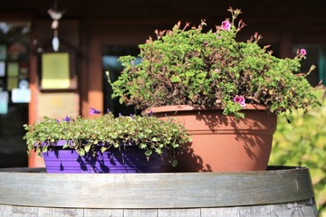 flowers in a wooden barrel