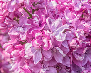 Closeup of Double Deep Pink Lilacs