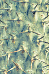 cactus with spines