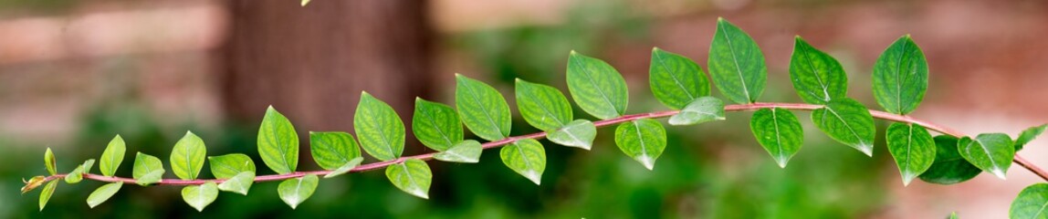 Fototapeta premium panoramic view of green branches. Lagerstroemia indica branches, Lagerstroemia indica tree green leaf