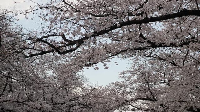 Cherry Blossom tree full bloom. Filmed in Ueno Park