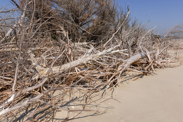 Coastal erosion due to rising sea levels leaves dead tree stumps and driftwood at Hunting Island State Park in South Carolina, United States.