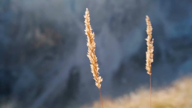Grass blowing in the wind on a summit of a mountain with golden sunset light coming through the mountains in Albania