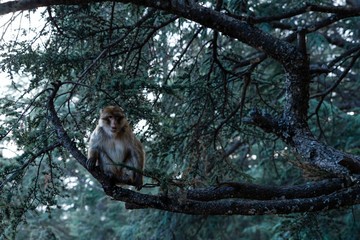 Monkeys on trees in Azrou, Morocco