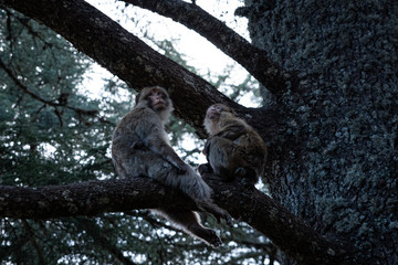 Monkeys on trees in Azrou, Morocco
