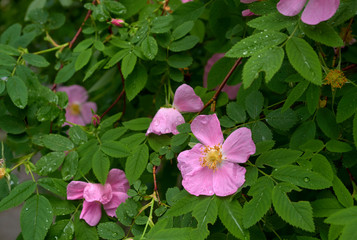Obraz na płótnie Canvas Wet pink flower of a dogrose