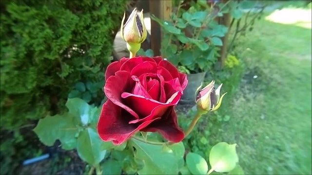 Garden, roses, red rose,roses, flover