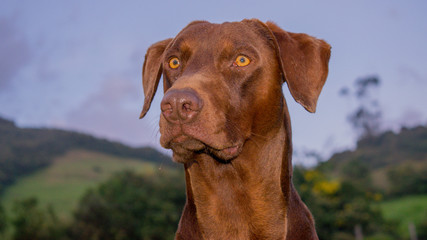 Perro de Caza Braco Alemán