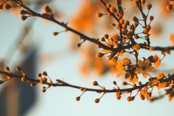 branch of a tree