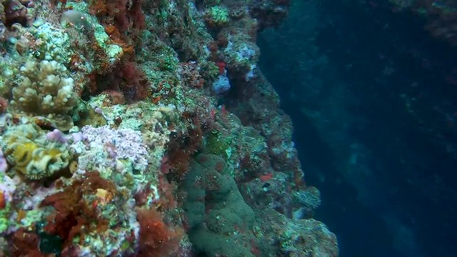 Close Up Shot of Dwarf Hawkfish Swimming Over Coral. East China Sea, Okinawa, Japan