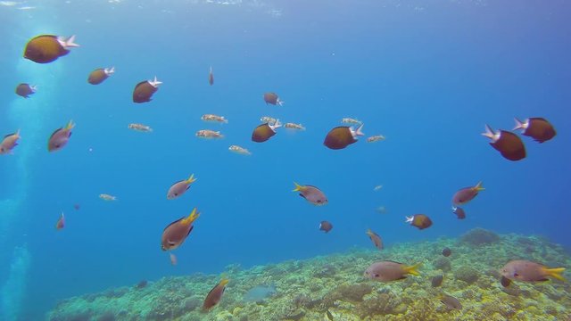 School of black-margined damsel, stout chromis and pufferfish swimming together.