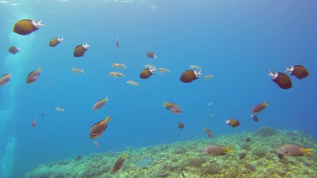 School of black-margined damsel, stout chromis and pufferfish swimming together.