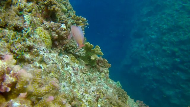 Close Up Shot of male (fuschia) and female (orange) Sea Goldie aka scalefin anthias.
