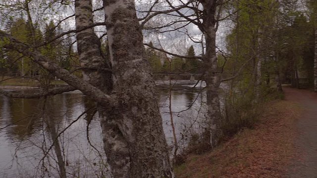 Beautiful Norwegian forest in hedamrk,Norway