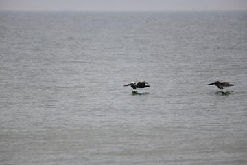 Naklejka premium Brown pelicans flying low over the ocean