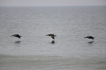 Brown pelicans flying low over the ocean