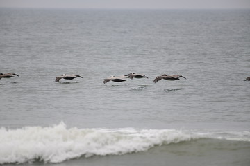 Brown pelicans flying low over the ocean