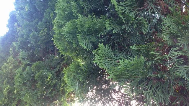 branches of conifers, Christmas tree branches are playing with the wind