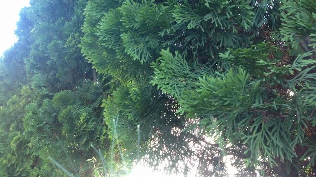 branches of conifers, Christmas tree branches are playing with the wind