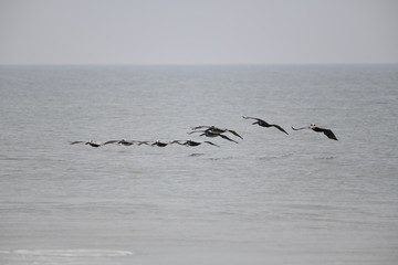 Brown pelicans flying low over the ocean