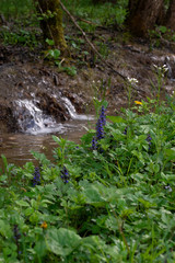 stream in the forest