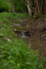 stream in the forest