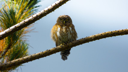 Lechuza TUCO ANDINO CAJAMARCA PERU