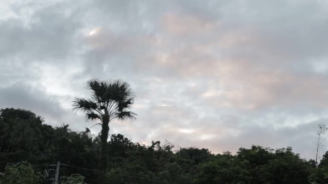 Buri Palm Tree Amongst Forest Trees in Antique, Philippines
