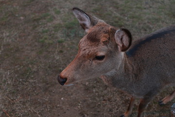 Japan Nara Park - deer