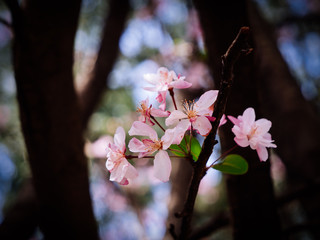 Blossoming Crabapple flowers