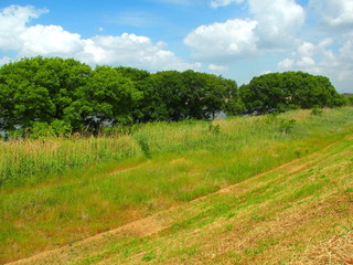 Obraz premium 土手から見る初夏の江戸川河川敷風景