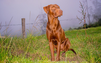 Perro de Caza Per&uacute; Norte Cajamarca