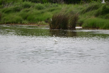Obraz na płótnie Canvas wild white egret in natural surroundings