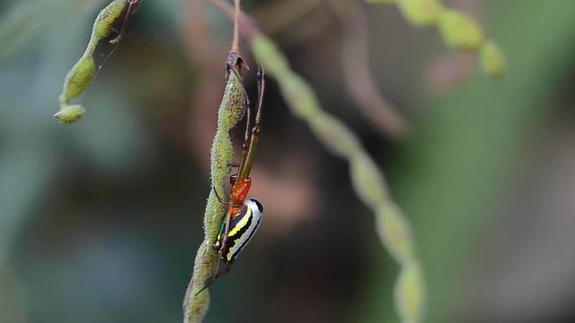 Macro view of Nephila Pilipes spider holding onto small green stem outside in Papua New Guinea. locked off