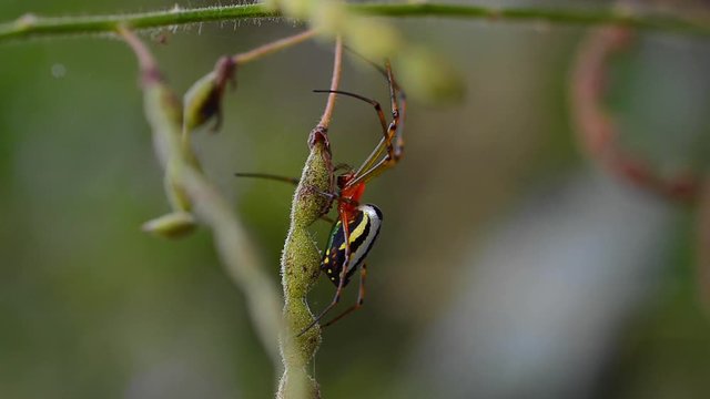 Nephila Pilipes spider holding onto small green stem outside in Papua New Guinea. Macro and locked off