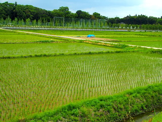 植田と林のある風景