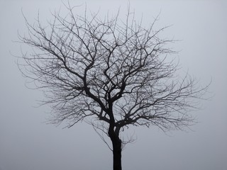 Tree without leaves - Winter