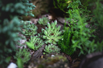 Sempervivium calcareum, the houseleek, succulent perennial plant