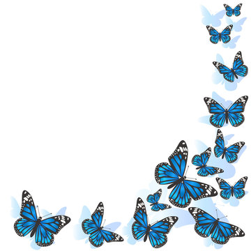 Element of design. Frame made of butterflies. Blue butterflies on a white background. vector image
