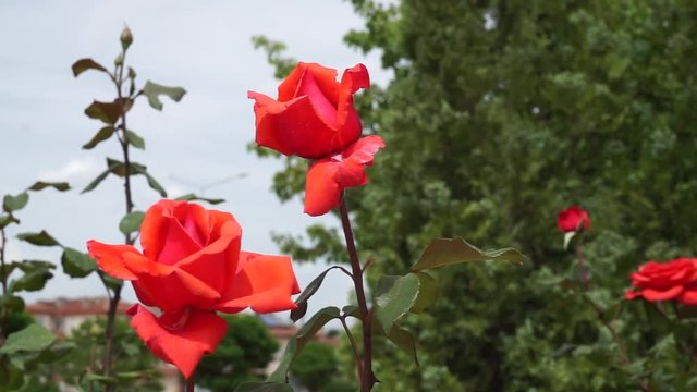 red big roses in the rose garden, pictures of natural roses, love and red rose,